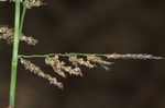 Redtop panicgrass